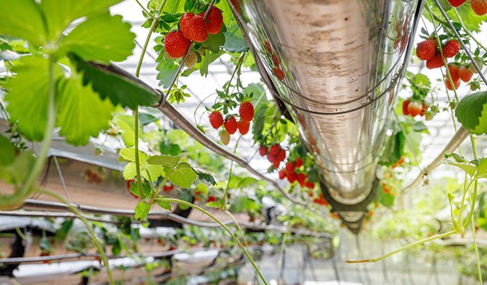 Can You Grow Strawberries in Rain Gutters?