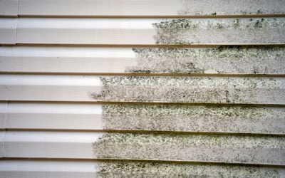 How To Remove Mold From Your Siding