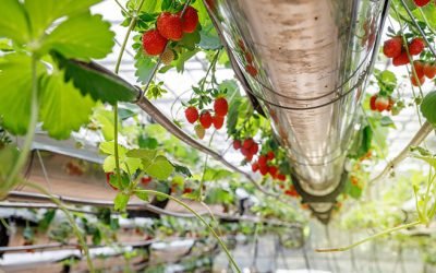 Can You Grow Strawberries in Rain Gutters?