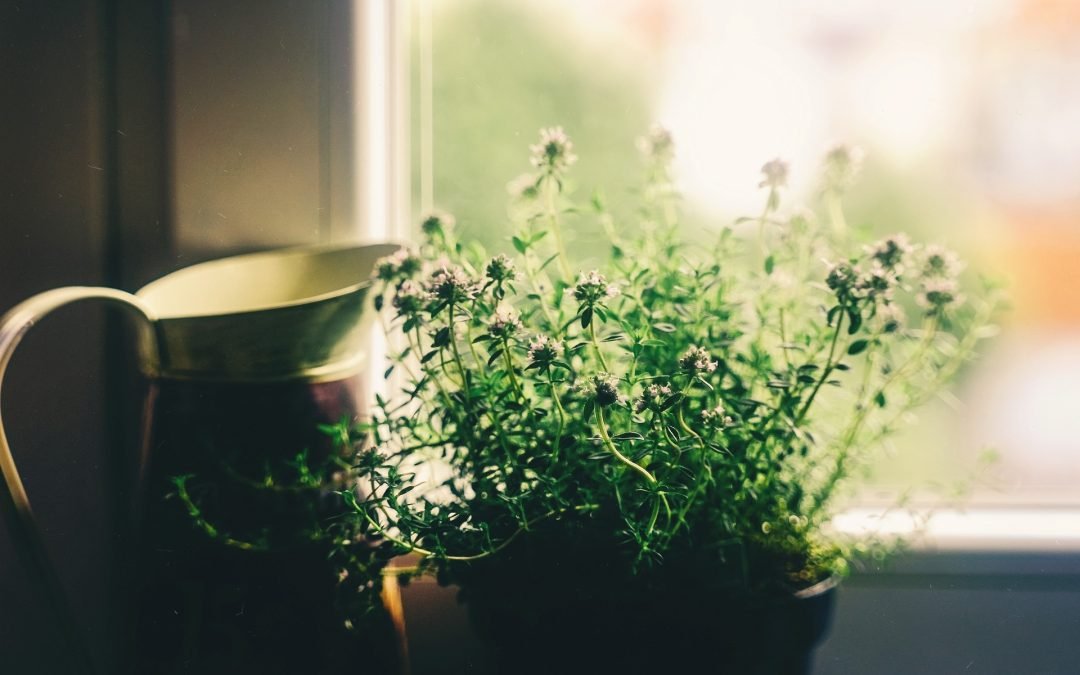 a potted plant in front of a pitcher of water sitting on a window sill in front of a window that is blurred