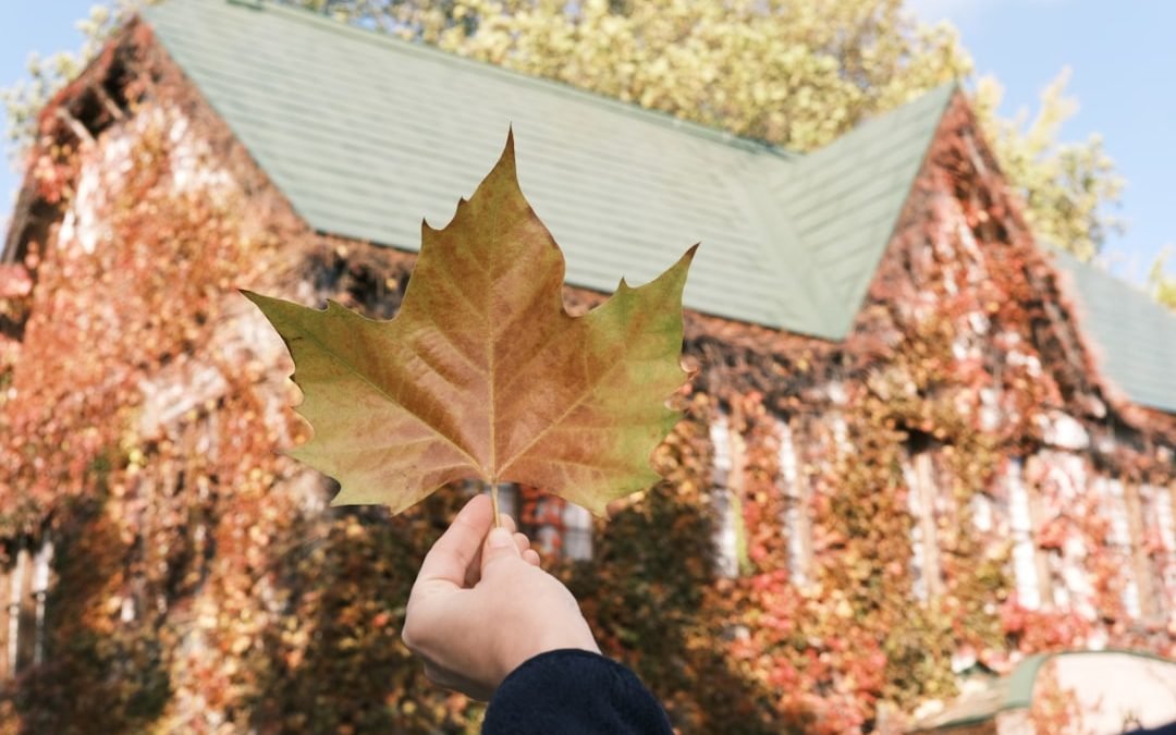 Is Leaf Guard a Scam or a Solution?
